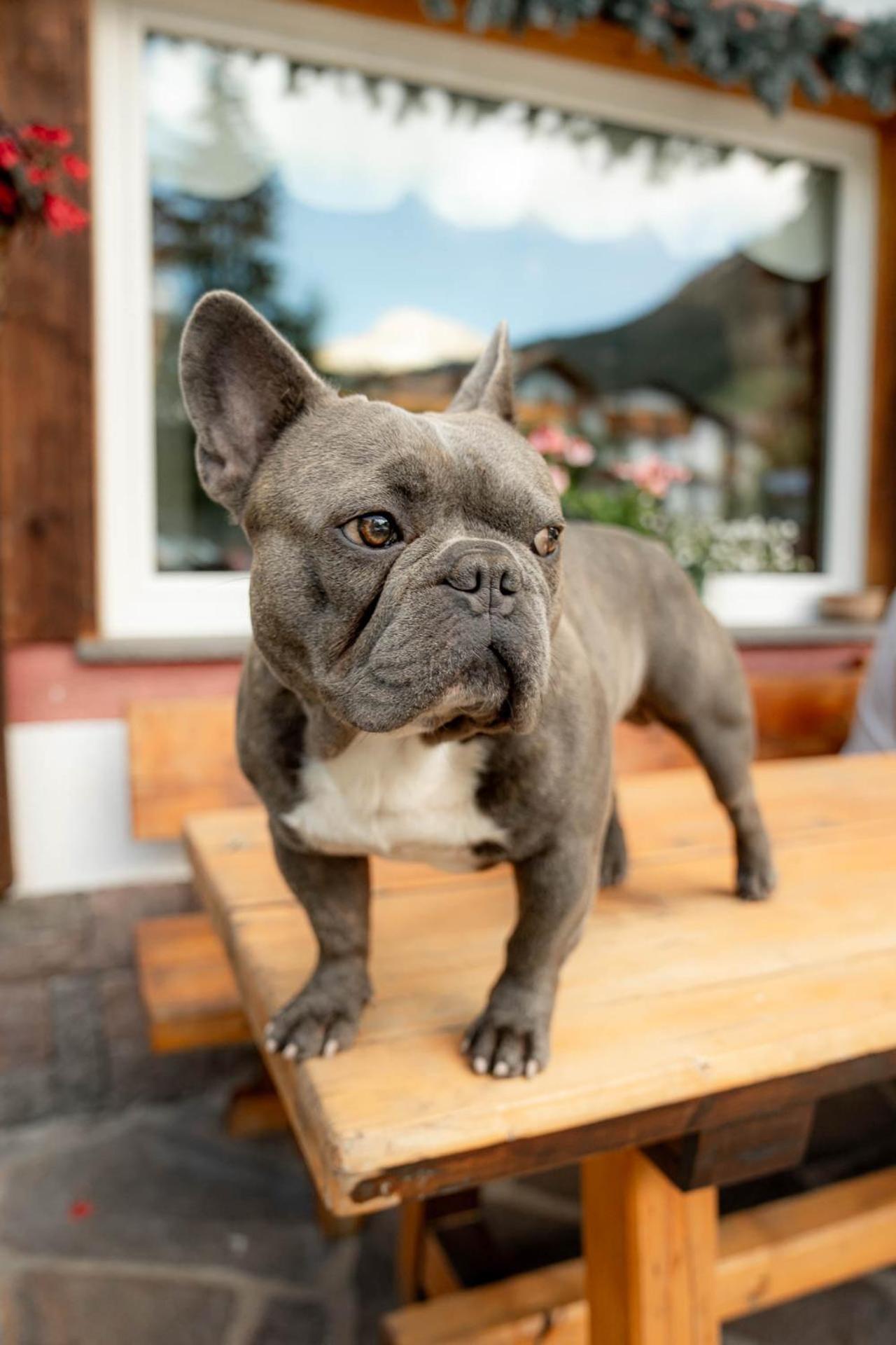 Garni Letizia Bed & Breakfast Campitello di Fassa Ngoại thất bức ảnh